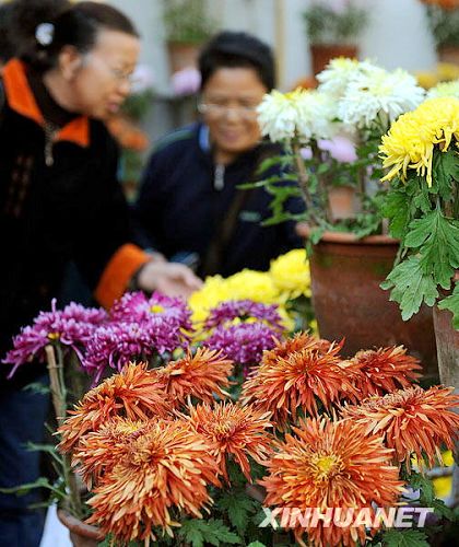 Crisantemos en la Fiesta de Doble Nueve de China2