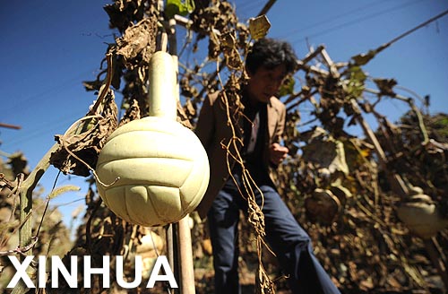 Campesino chino utiliza la biotecnología para cultivar calabazas vinateras1
