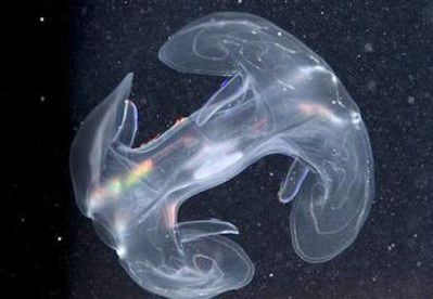 Se descubren cientos de nuevas especies marinas1