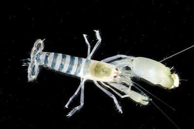 Se descubren cientos de nuevas especies marinas6