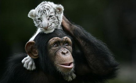 Orangután,madre de un tigre blanco2