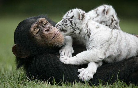 Orangután,madre de un tigre blanco3