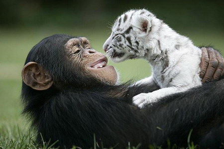 Orangután,madre de un tigre blanco4