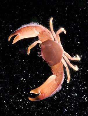 Se descubren cien especies nuevas en áreas marítimas de Australia 1