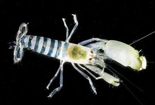 Se descubren cien especies nuevas en áreas marítimas de Australia 4