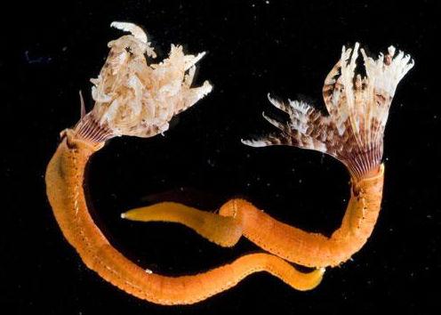 Se descubren cien especies nuevas en áreas marítimas de Australia 5