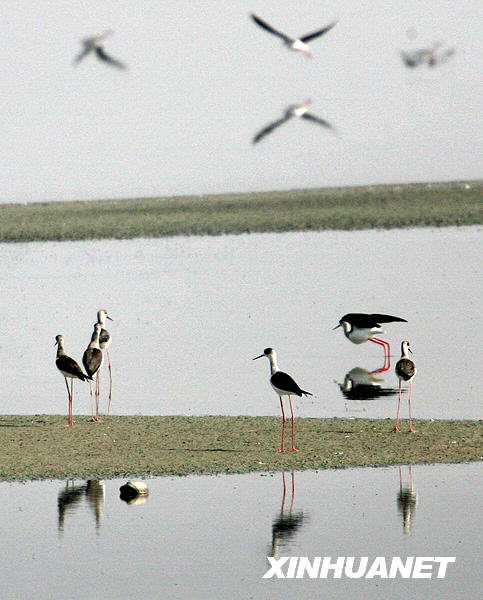 Pájaros del otoño 5