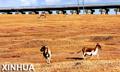 Asnos salvajes tibetanos en la provincia china de Qinghai2