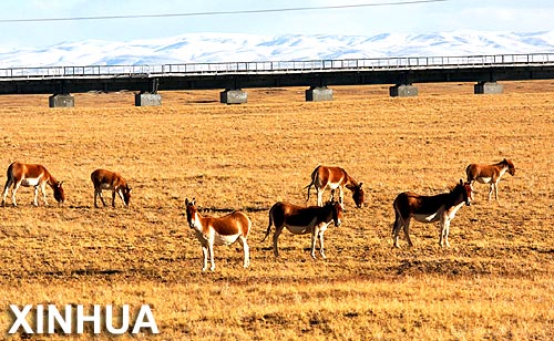 Asnos salvajes tibetanos en la provincia china de Qinghai3