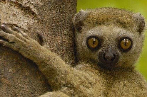 Animales y plantas curiosas de Madagascar1