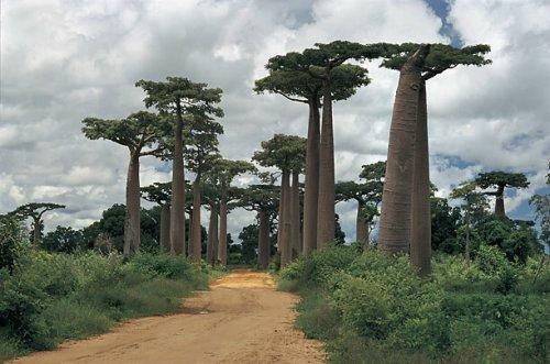 Animales y plantas curiosas de Madagascar4