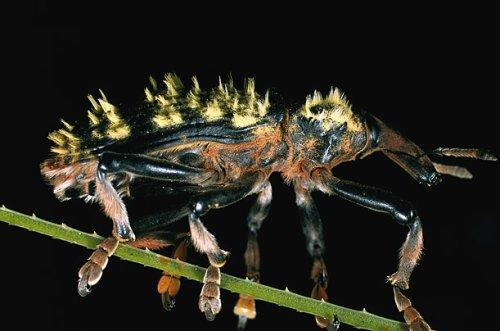 Animales y plantas curiosas de Madagascar8