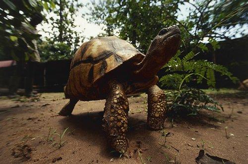 Animales y plantas curiosas de Madagascar9