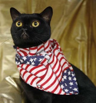 'Gatos representativos' para Obama y MacCain en show de felinos en N.Y.2