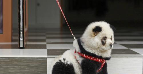 ¿Panda o perro? 3