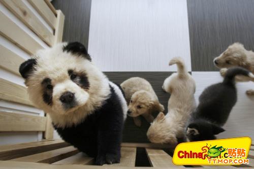 ¿Panda o perro? 5