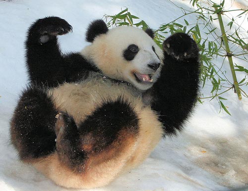 Panda gigante juega yoga 1