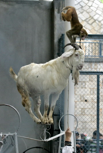 Animales actuando durante un espectáculo de circo en Fuzhou1