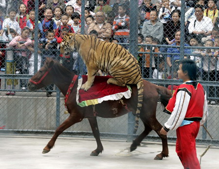 Animales actuando durante un espectáculo de circo en Fuzhou2