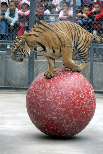 Animales actuando durante un espectáculo de circo en Fuzhou4