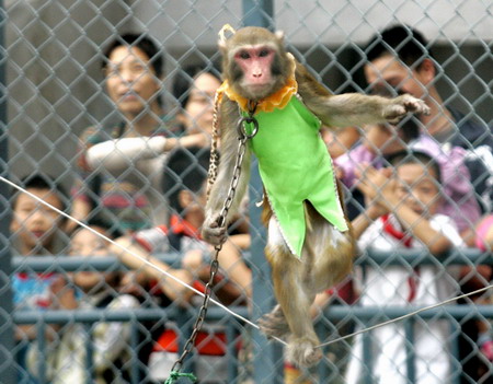 Animales actuando durante un espectáculo de circo en Fuzhou6