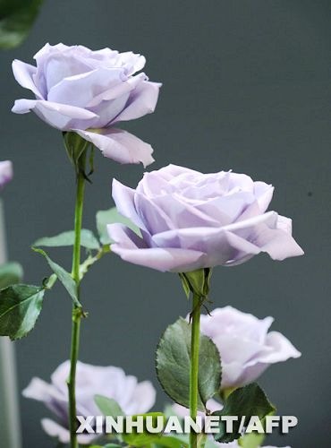 Aparece el primer grupo de rosas azules verdaderas del mundo1
