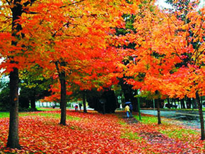 Excursión otoñal en Beijing 9