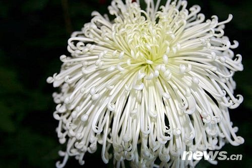 Exposición de Crisantemo en otoño19