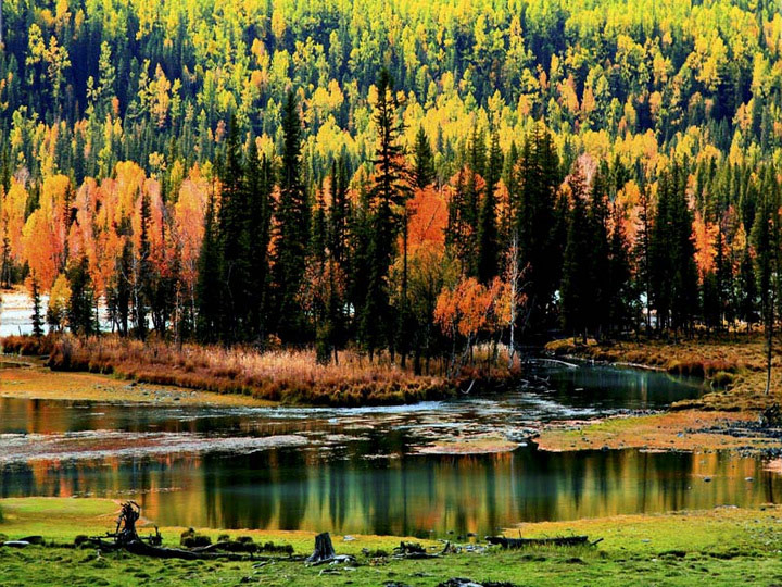 El lago Kanas en otoño 8