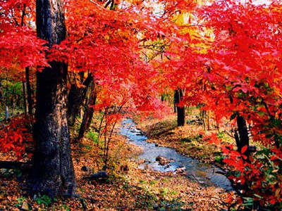 Los 11 lugares más bellos del colorido otoño chino 11