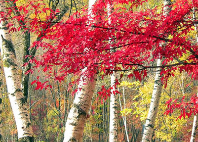 Los 11 lugares más bellos del colorido otoño chino 2