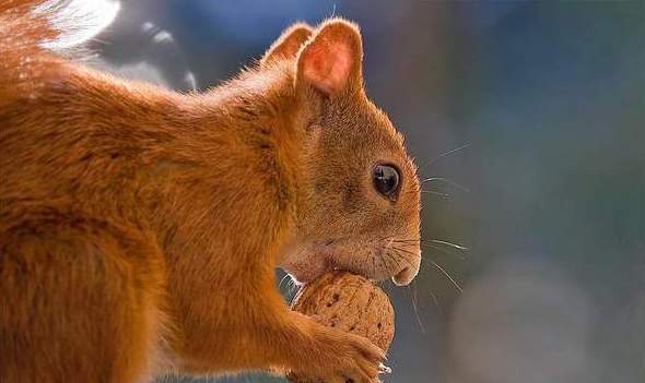 Reino maravilloso de animales 2