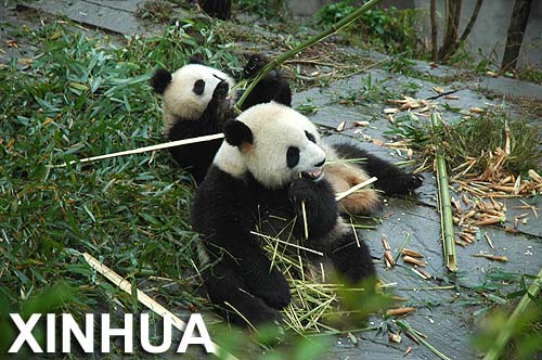 Expertos: este invierno habría más pandas salvajes enfermos1