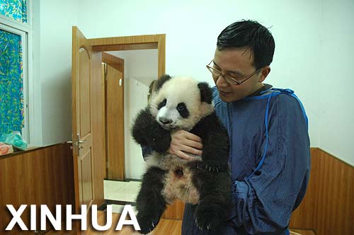 Expertos: este invierno habría más pandas salvajes enfermos4