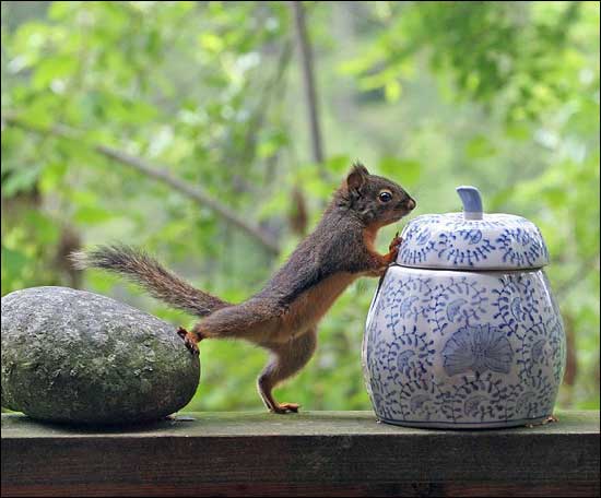 Momentos divertidos de los animales 8