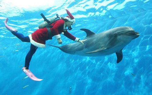 Nada Papá Noel con un delfín1