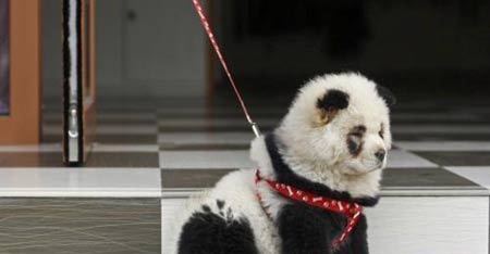 ¿Panda o perro? 4