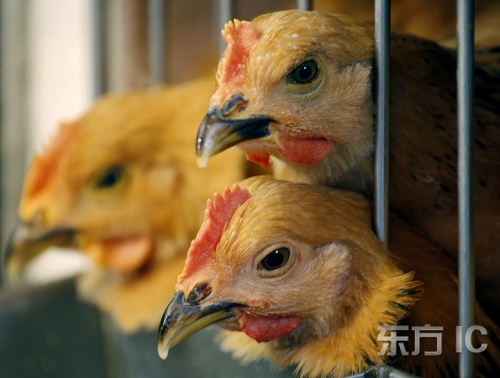 gripe aviar H5, Hong Kong 3