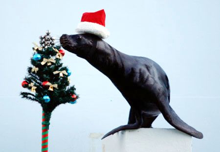 León marino vestido de la Navidad1