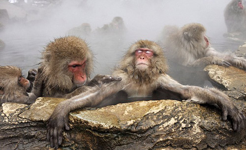 Los monos se duchan en terma1
