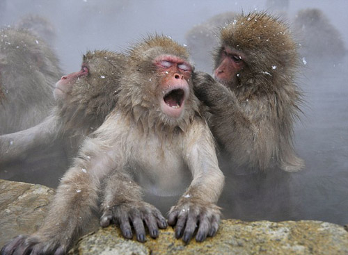 Los monos se duchan en terma2