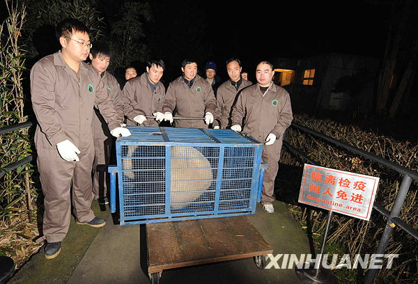 Saldrá pareja de pandas de parte continental hacia Taiwan 2