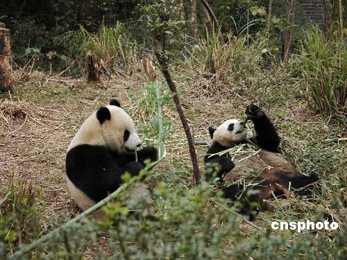 Saldrá pareja de pandas de parte continental hacia Taiwan 4