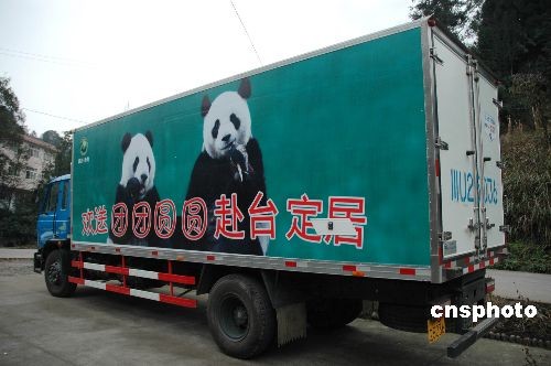 Saldrá pareja de pandas de parte continental hacia Taiwan 6