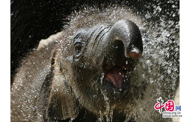 Estrellas animales del 2008 15