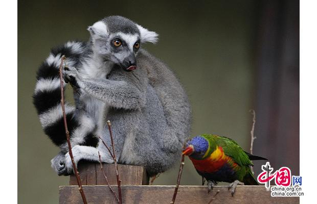 Estrellas animales del 2008 16