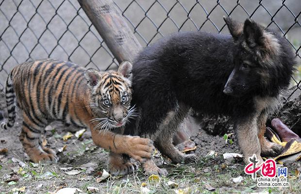 Estrellas animales del 2008 22