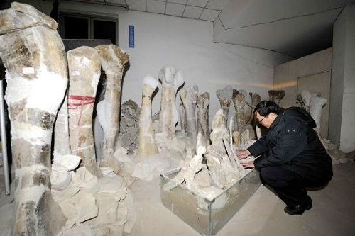Descubren restos de dinosaurio más grande del mundo en este de China6