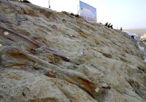 Descubren restos de dinosaurio más grande del mundo en este de China7