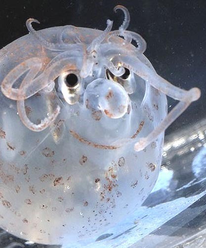 Encuentran en el Océano Pacífico un calamar sonriente y con brillo en los ojos2